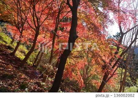 紅葉 紅葉 136002002
