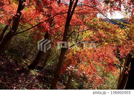 紅葉 136002003