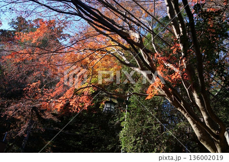 紅葉 紅葉 136002019