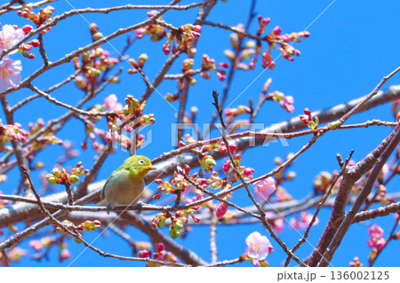 青空と河津桜のつぼみとメジロ 神奈川県 松田町 西平畑公園 青空と河津桜のつぼみとメジロ 神奈川県 松田町 西平畑公園 136002125