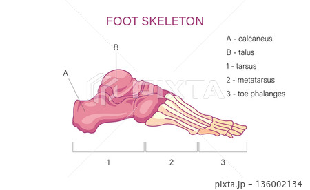 Labeled foot skeleton anatomy diagram with...のイラスト素材 [136002134] - PIXTA