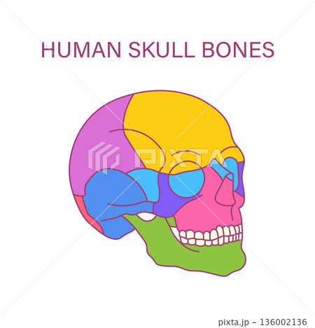 Human skull bones color coded anatomy illustration of cranial and facial bones lateral view medical diagram 136002136