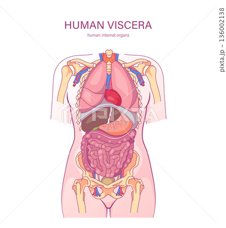 Human viscera internal organs anatomy illustration without labels lungs heart liver stomach intestines medical diagram 136002138
