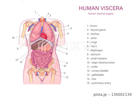 Labeled human viscera anatomy diagram of internal organs including lungs heart liver stomach and intestines medical illustration 136002139