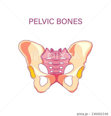 Pelvic bones anatomy illustration isolated on white background hip girdle skeletal medical diagram 136002140