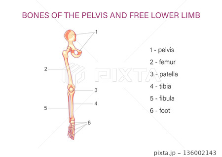 Labeled pelvis and lower limb bones diagram with femur patella tibia fibula and foot skeletal anatomy medical illustration 136002143
