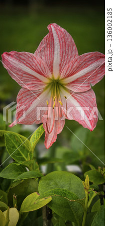 vibrant pink mexican lily flower close up reveals soft petals, a green center, and golden pollen on the stamens. Perfect for nature, botanical, and macro detail in stock collections 136002185