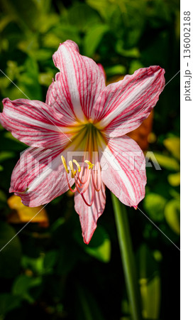 vibrant pink mexican lily flower close up reveals soft petals, a green center, and golden pollen on the stamens. Perfect for nature, botanical, and macro detail in stock collections 136002188
