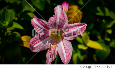 vibrant pink mexican lily flower close up reveals soft petals, a green center, and golden pollen on the stamens. Perfect for nature, botanical, and macro detail in stock collections 136002191