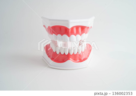 Dental teeth model on white background for learn about dentistry. 136002353
