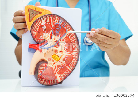 Chronic kidney disease, doctor with model for treatment urinary system, urology, Estimated glomerular filtration rate eGFR. 136002374