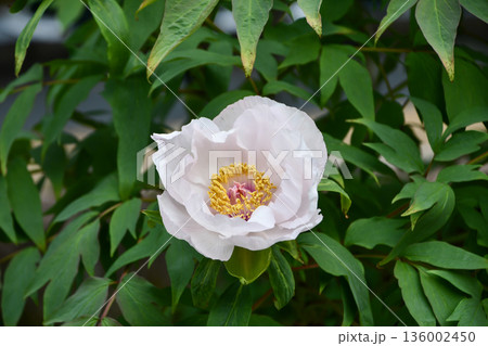 牡丹「暁の雪」Paeonia suffruticosa 'Akatsukinoyuki' 牡丹「暁の雪」Paeonia suffruticosa 'Akatsukinoyuki' 136002450