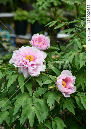 牡丹「写楽」Paeonia suffruticosa 'Syaraku' 牡丹「写楽」Paeonia suffruticosa 'Syaraku' 136002451