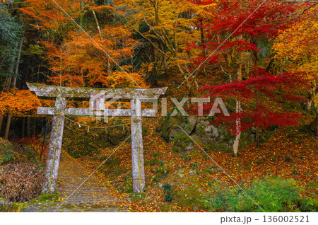 御霊もみじの紅葉 136002521