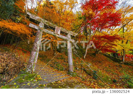御霊もみじの紅葉 御霊もみじの紅葉 136002524