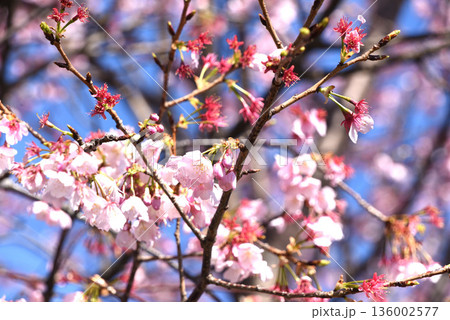 河津桜 河津桜 136002577