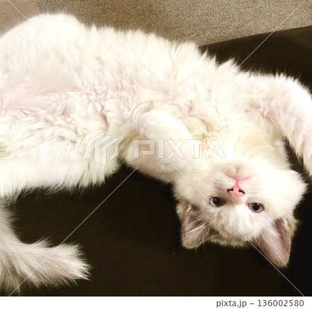 お腹を見せる、仰向けのラグドールの子猫 青い目 お腹を見せる、仰向けのラグドールの子猫 青い目 136002580