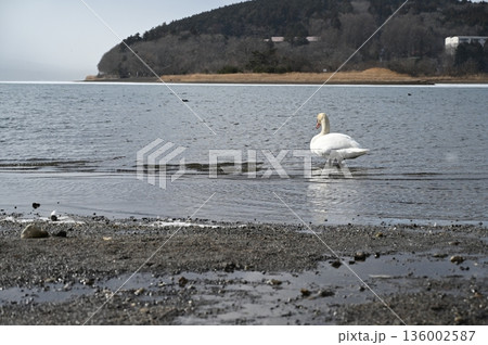 白鳥湖 白鳥湖 136002587