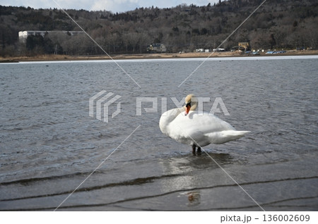 白鳥湖 136002609