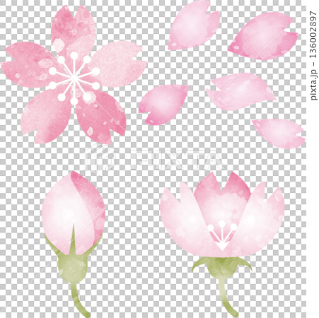 Hand-drawn watercolor illustration set of cherry blossoms. Vector images of blooming flowers, buds, and falling petals. 136002897