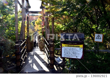 神奈川県　小田原こどもの森公園わんぱくらんどのわんぱく大橋入口と紅葉 136002921