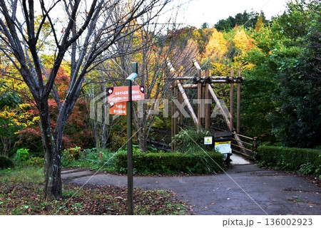 神奈川県　小田原こどもの森公園わんぱくらんどのわんぱく大橋入口と紅葉 136002923