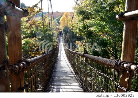 神奈川県　小田原こどもの森公園わんぱくらんどのわんぱく大橋と紅葉 136002925