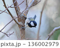 シジュウカラ 136002979