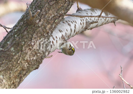 キクイタダキ 136002982