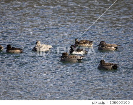 川を泳ぐ野鳥の群れ 川を泳ぐ野鳥の群れ 136003100