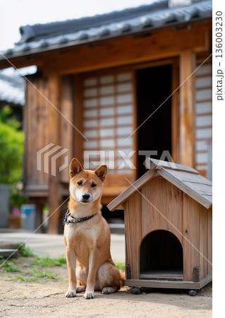 日本家屋の前で見張る柴犬と犬小屋 136003230