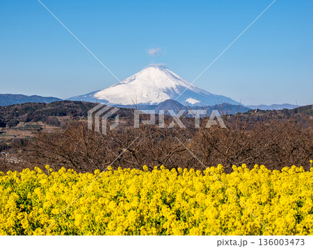 吾妻山公園の菜の花畑と富士山 136003473