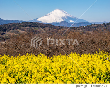 吾妻山公園の菜の花畑と富士山 136003474