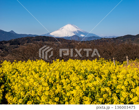 吾妻山公園の菜の花畑と富士山 136003475