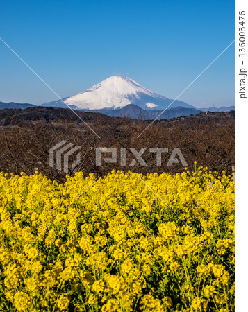 吾妻山公園の菜の花畑と富士山 136003476