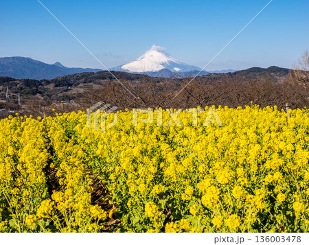 吾妻山公園の菜の花畑と富士山 吾妻山公園の菜の花畑と富士山 136003478