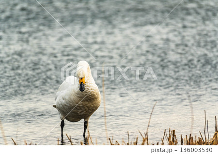 諏訪湖に飛来したコハクチョウ 諏訪湖に飛来したコハクチョウ 136003530