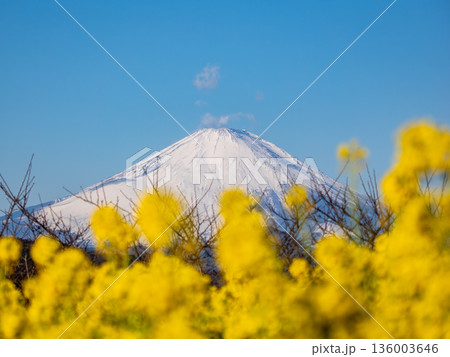 菜の花越しに望む富士山 明るい春の背景素材 菜の花越しに望む富士山 明るい春の背景素材 136003646