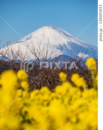 菜の花越しに望む富士山 明るい春の背景素材 菜の花越しに望む富士山 明るい春の背景素材 136003651