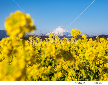 菜の花越しに望む富士山　明るい春の背景素材 136003652