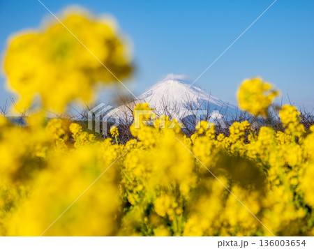 菜の花越しに望む富士山　明るい春の背景素材 136003654