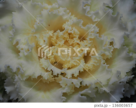 霜のおりた葉牡丹 136003657