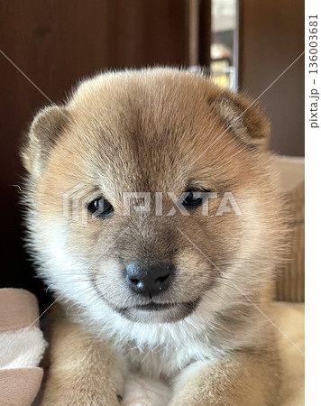 ふわふわ子犬のアップ写真(生後1ヶ月) 136003681