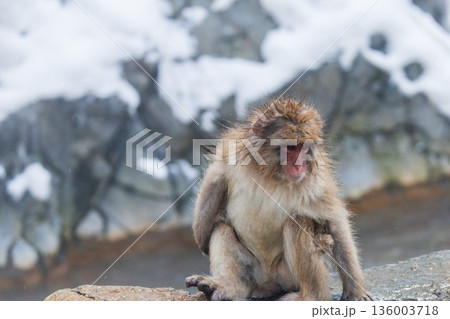 スノーモンキー～地獄谷野猿公苑～(山ノ内町-長野県) 136003718