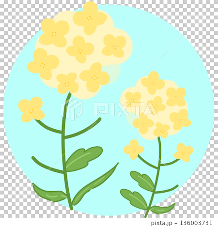 可愛的油菜花插畫圖示(淺藍色背景) 可愛的油菜花插畫圖示(淺藍色背景) 136003731