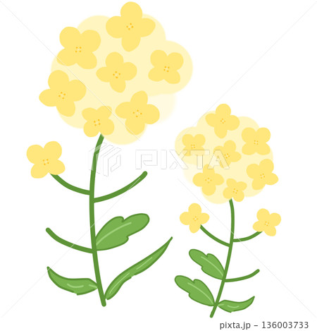 菜の花の可愛いイラストアイコン 136003733