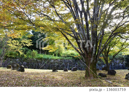 神奈川県　小田原こどもの森公園わんぱくらんど散策路と黄葉 136003759