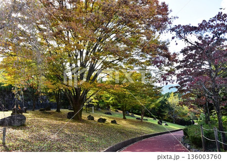 神奈川県 小田原こどもの森公園わんぱくらんど散策路と黄葉 神奈川県 小田原こどもの森公園わんぱくらんど散策路と黄葉 136003760