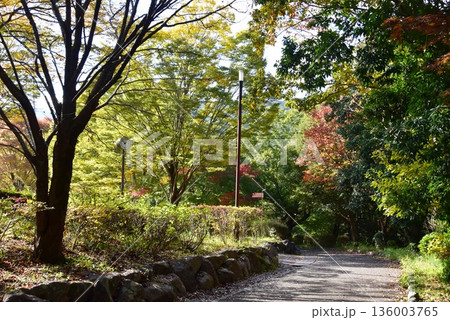 神奈川県　小田原こどもの森公園わんぱくらんどのマンリーの小径と黄葉 136003765