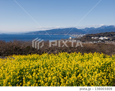 菜の花と相模湾を望む吾妻山公園の風景 136003809